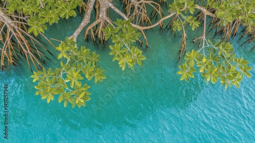 Aerial view of mangrove trees and vibrant turquoise water on a sunny day.