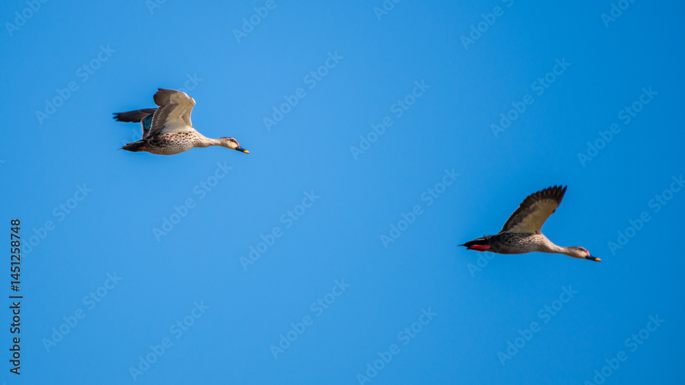 Obraz premium Pair of Indian spot-billed ducks in flight against a clear blue sky, its wings spread wide. Taken in Mannar, Sri Lanka