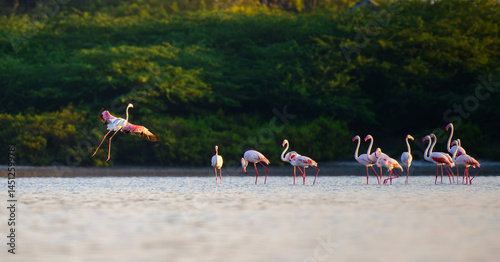 A group of greater flamingos (Phoenicopterus roseus) wades in shallow water. One bird dramatically takes flight in the warm light at Mannar, Sri Lanka