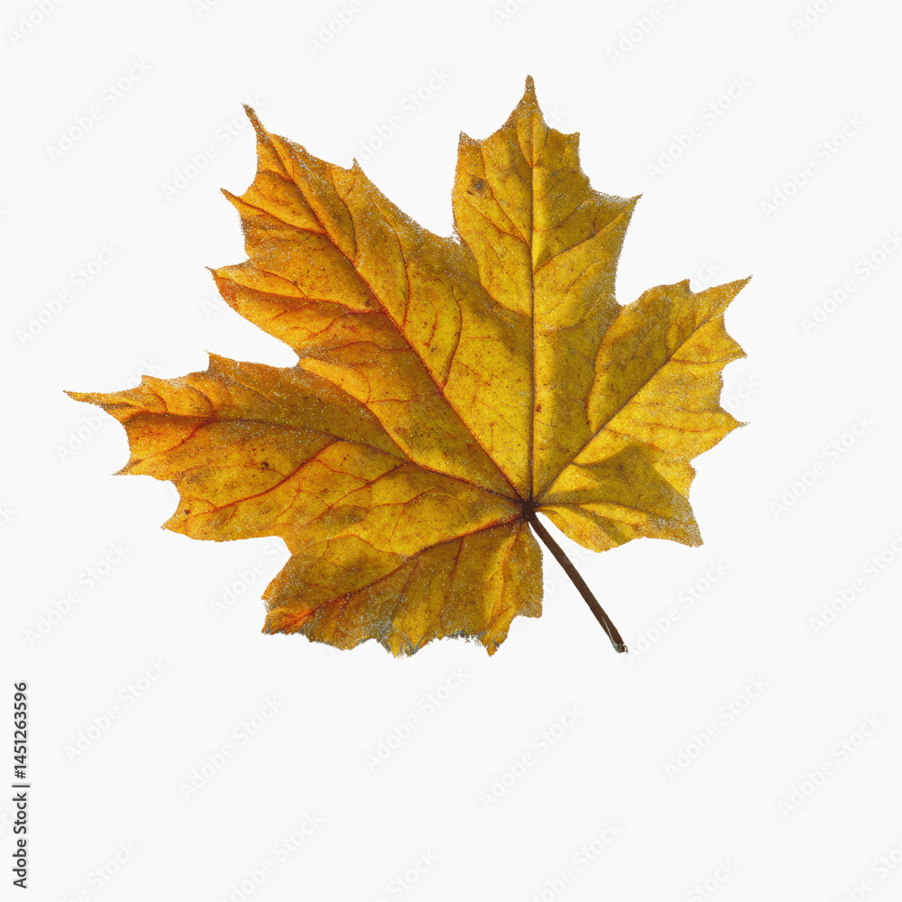 custom made wallpaper toronto digitalSingle Golden Autumn Maple Leaf on Abstract Transparent background