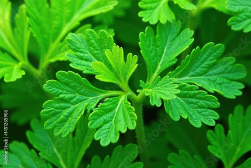 Close-up of parsley leaves forming a repeating motif, food, plant, design