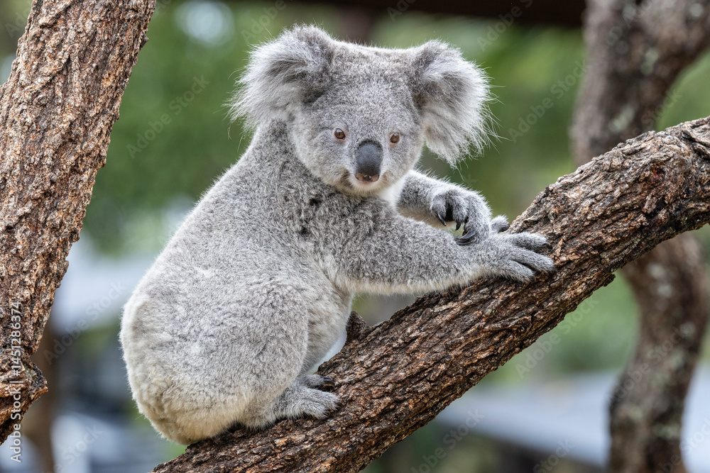 Naklejka premium Close up of captive young Koala in an Australian zoo