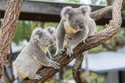Close up of captive Koala's in an Australian zoo