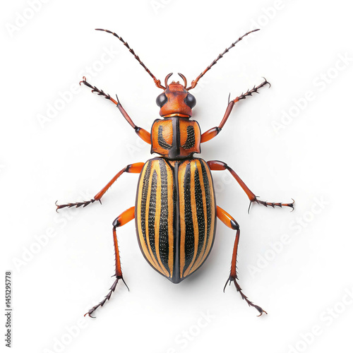 a Bombardier Beetle isolated on solid white background