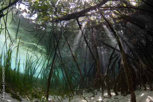 Beams of bright light filter into a shadowed mangrove forest in Misool, Indonesia. Mangroves are ecologically important and act as nurseries for many species of fish and invertebrates.