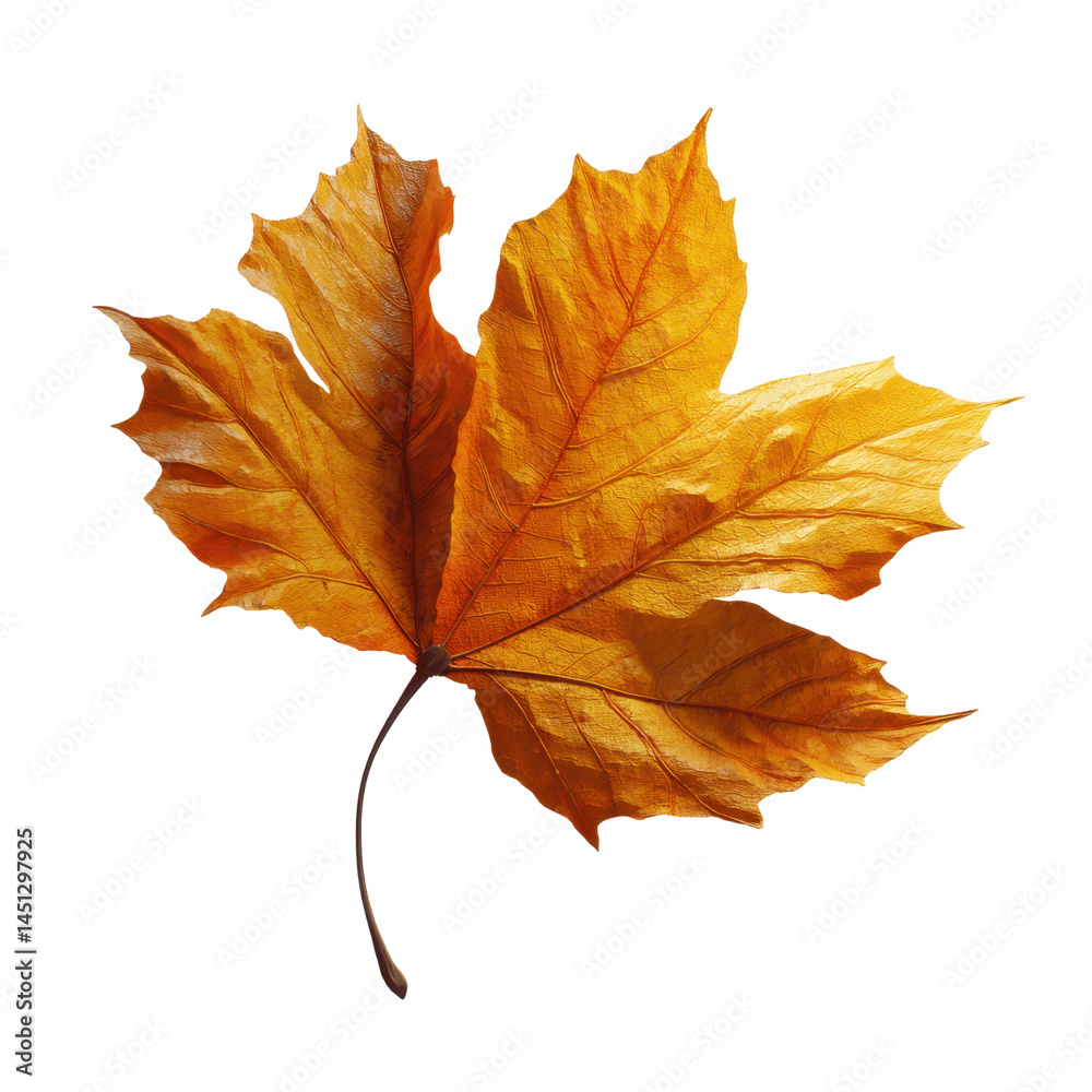 Fototapeta premium Single Dried Maple Leaf, Autumn Colors, Isolated on Green Transparent background