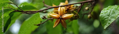 Obraz na płótnie Starfruit flowers blooming on a green leafy branch. w salonie