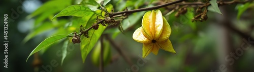 Obraz na płótnie Yellow starfruit flower on a branch against a blurred green background. w salonie