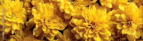 Obraz na płótnie Bright yellow flowers blooming vibrantly in a garden, showcasing petals and freshness. w salonie
