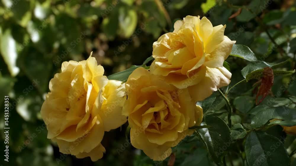 Cluster of golden yellow roses with open blooms growing in a garden with dark green foliage Cluster of golden yellow roses with open blooms growing in a garden with dark green foliage