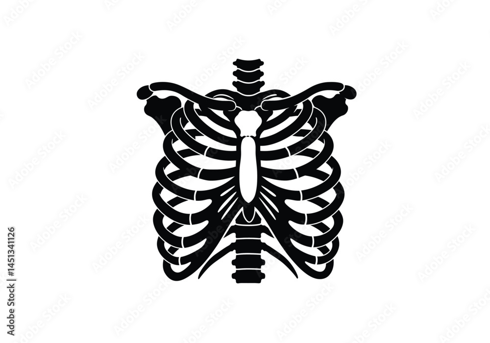 Skeleton rib cage silhouette. This image shows a detailed design of a human rib cage, including the spine, sternum, clavicle, and scapula. Vector clipart illustration design.