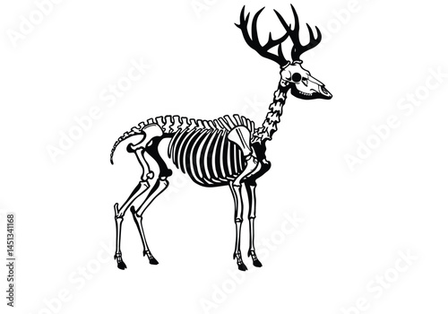 Animal skeleton silhouette. This image shows a deer skeleton with prominent antlers, showcasing the detailed skeletal structure of the animal. Vector clipart illustration design.