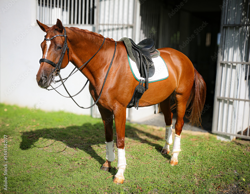 Obraz premium Portrait of a competition horse standing on grass