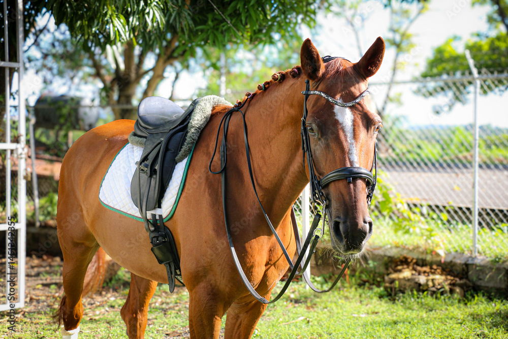 Obraz premium Portrait of a horse