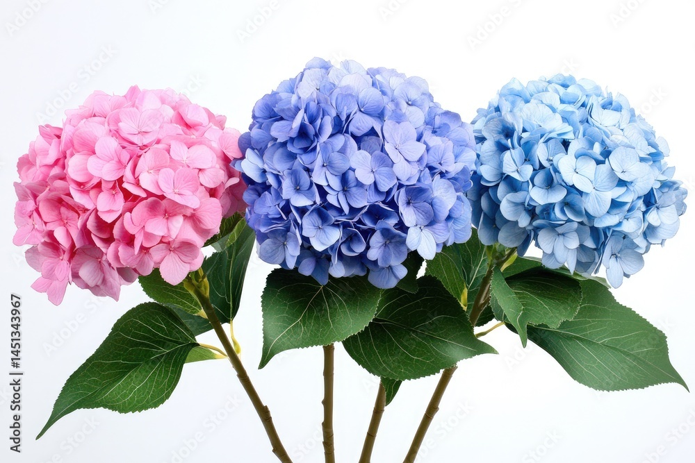 Obraz premium Three vibrant hydrangea blossoms in shades of pink, blue, and light blue