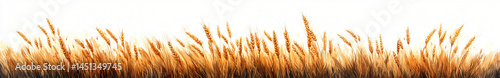 Minimalist wheat illustration on white. Serene, inviting nature scene with gold and amber gradients. Perfect for web designs, marketing materials, conveying growth, simplicity.