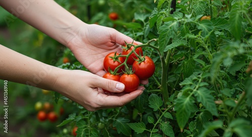 Harvesting Fresh Tomatoes in Garden by Human Hands