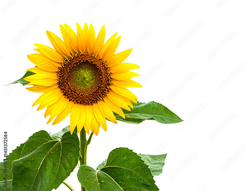 Fototapeta premium Sunflower, Generated image