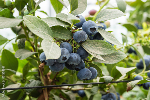 Fototapeta Naklejka Na Ścianę i Meble -  Blueberries planted in greenhouse tunnels