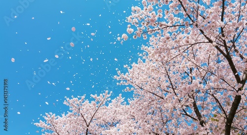 Cherry Blossoms Blooming with Falling Petals Against Bright Blue Sky