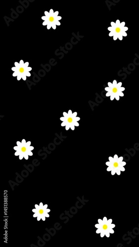 Animated flowers. Summer background. Vertical video with flowers. White daisies on transparent background. Flowers on transparent background. Alpha channel. Chamomile. Blooming flowers.
