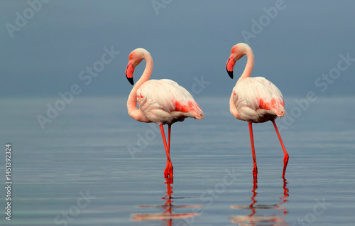 Wild african birds. Two Great african flamingos  walking around the blue lagoon against bright sky