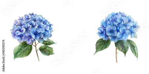 hydrangea watercolor vector illustration