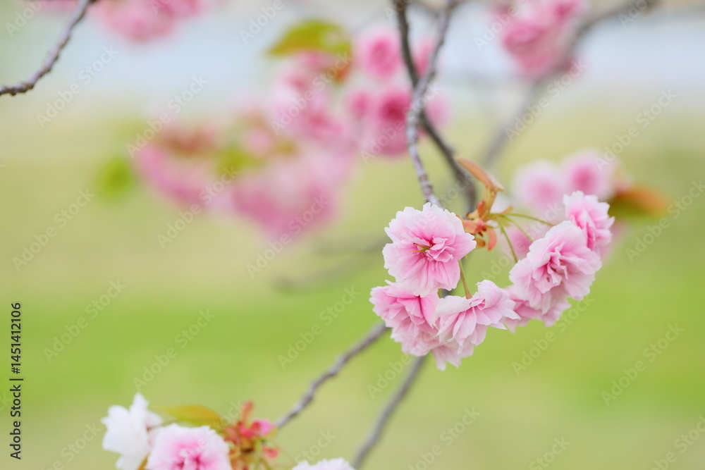 Obraz premium 天龍峡八重桜街道の満開の八重桜(普賢象)