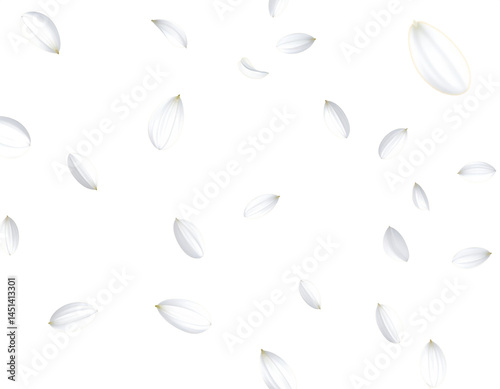 white flower petal floating falling dancing isolated on transparent png