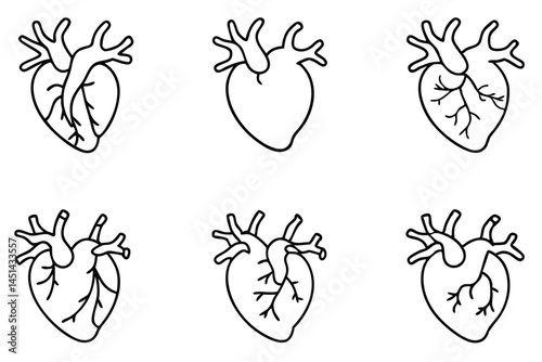Coronary arteries vascular structure Line art