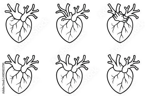 Coronary arteries blood supply Line art