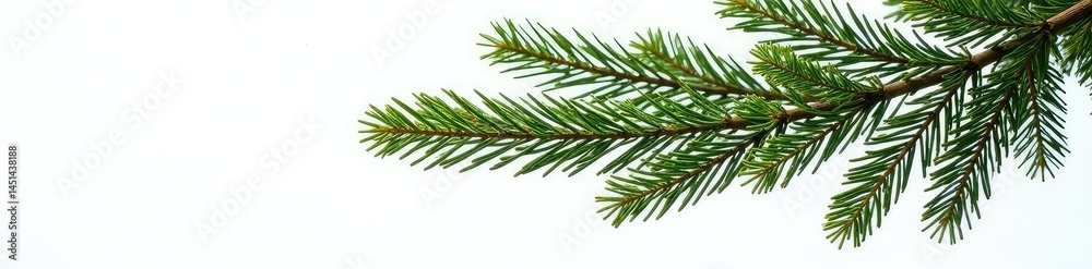 Large fir branches stretching horizontally on white background with slight depth, evergreen, dark, single focus Large fir branches stretching horizontally on white background with slight depth, evergreen, dark, single focus
