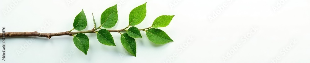 Fototapeta premium Single tree branch lying flat against white background with some dew drops, minimalist, fog