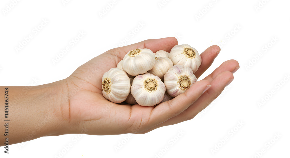 A light skinned hand with a chill, natural vibe holds a heap of garlic A light skinned hand with a chill, natural vibe holds a heap of garlic