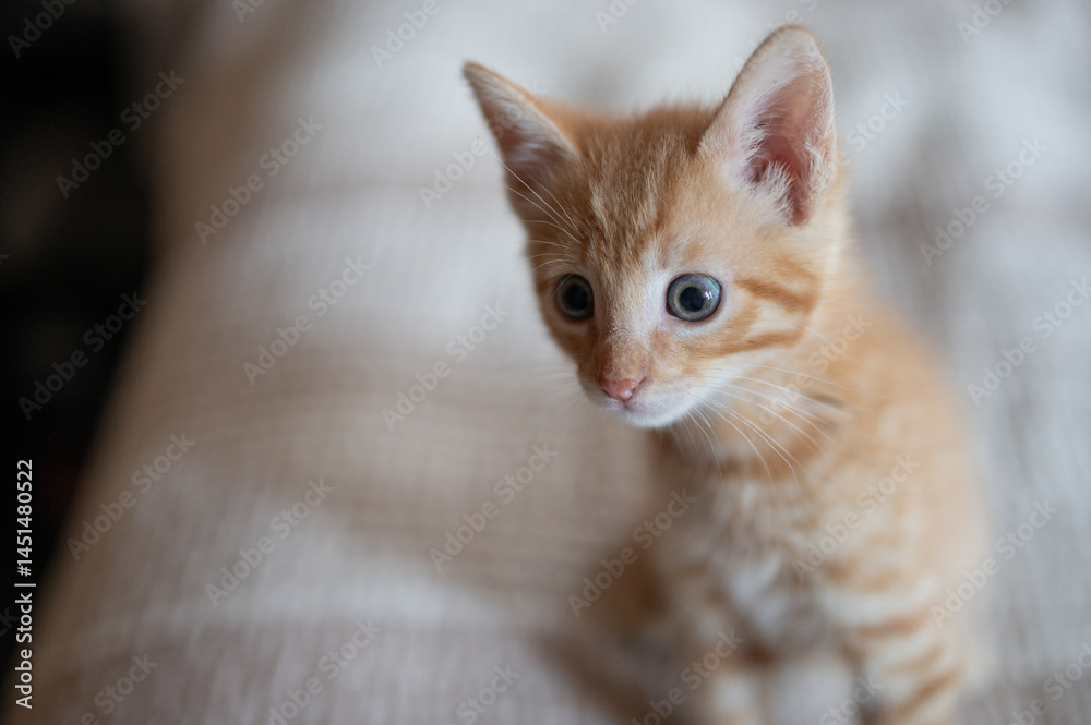 Curious orange kitten exploring its surroundings in cozy indoor space