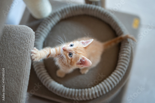 Obraz na płótnie Playful orange kitten reaching for toy in cozy indoor setting w salonie