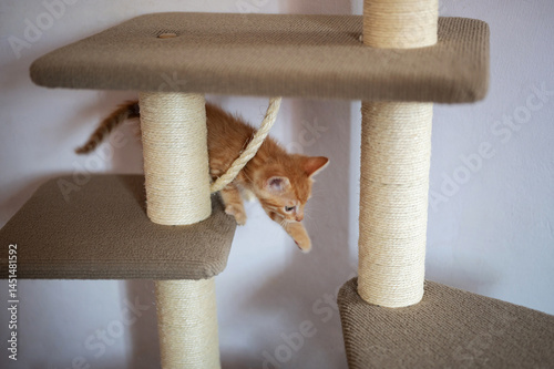 Orange kitten exploring cat tower in cozy indoor environment