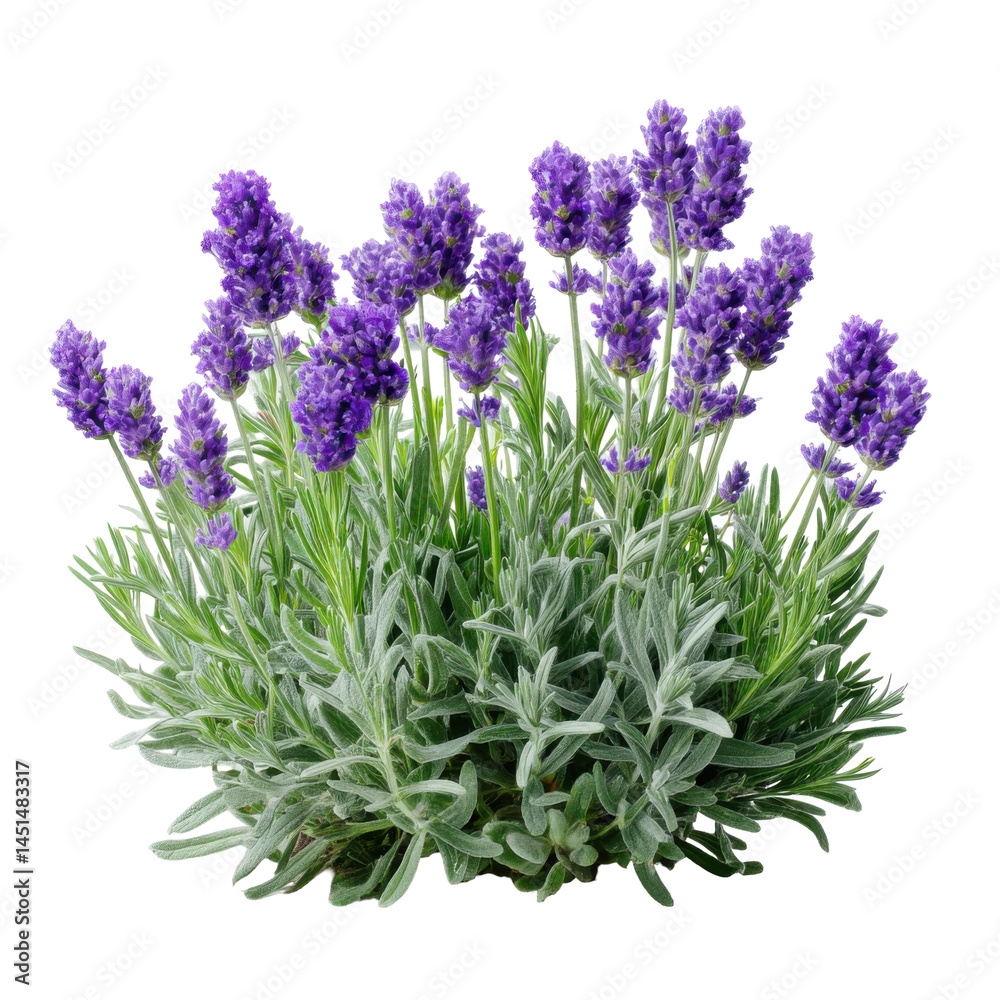Fototapeta premium Purple floral cluster isolated on transparent png background