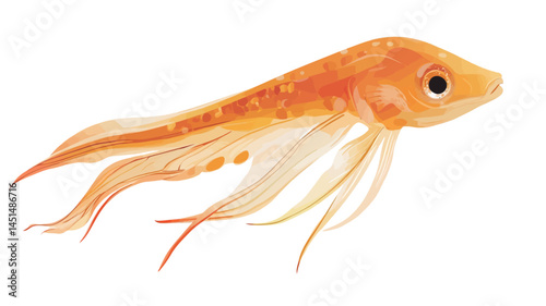 close-up of a juvenile orange fantail goldfish against a pure white background shows the fish's translucent, delicate fins that are uniquely extended.
