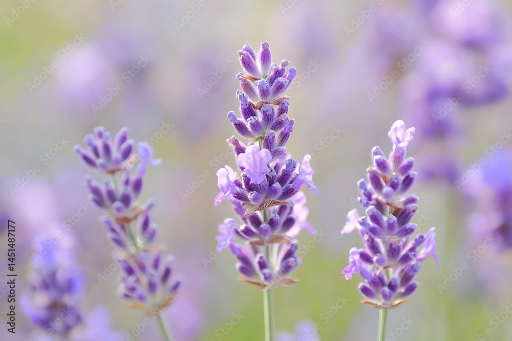 Obraz premium Light Lavender Fading into Soft White Gradient