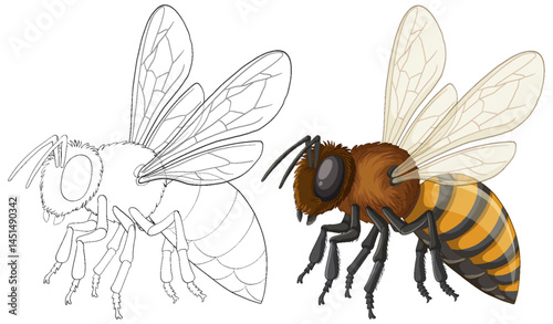 Detailed Vector Illustration of a Honey Bee