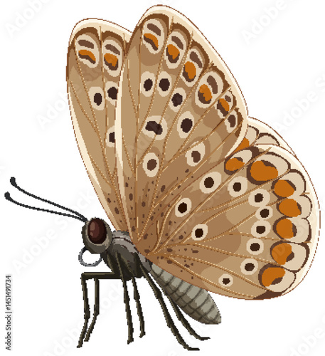 Detailed Vector Illustration of a Brown Butterfly