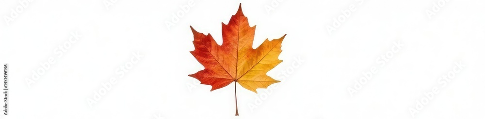 Obraz premium Single maple leaf isolated on white background, tree leaf, nature