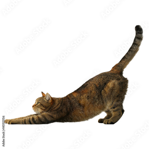 Stretched tabby cat isolated on transparent png background