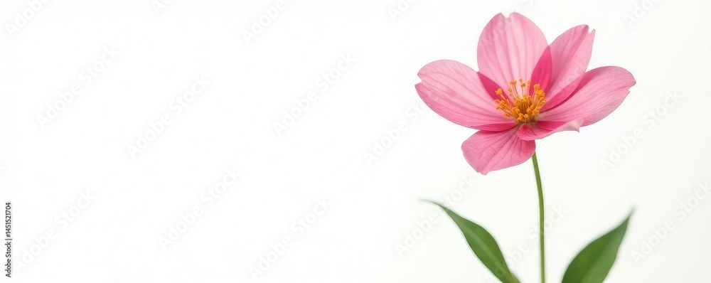 Single flower isolated on white background with delicate stem and leaves, petalsoft, plant Single flower isolated on white background with delicate stem and leaves, petalsoft, plant