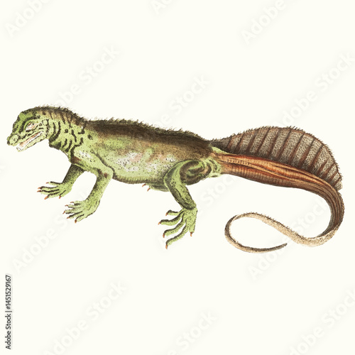 Lizard isolated on a white background
