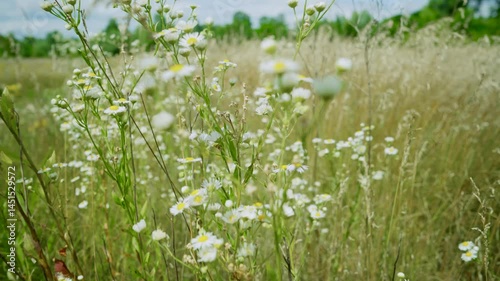 Wallpaper Mural Daisies Blooming in Summer Meadow.  Field with Wildflowers  Torontodigital.ca
