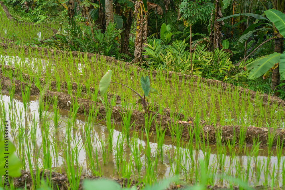 Obraz premium a stretch of young green rice planted in the rice fields