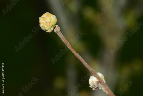 Haselnuss-Knospengallmilbe,  Phytoptus avellanae