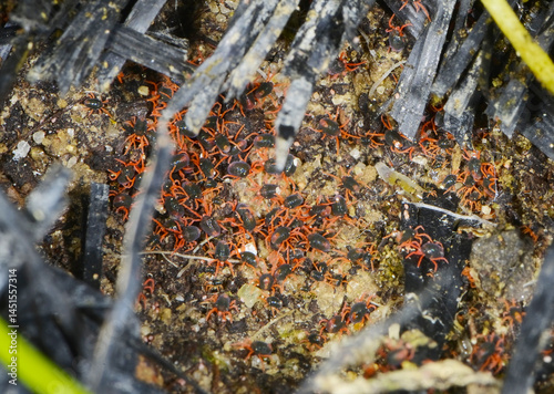 Wintergetreidemilbe, Penthaleus major Dugés